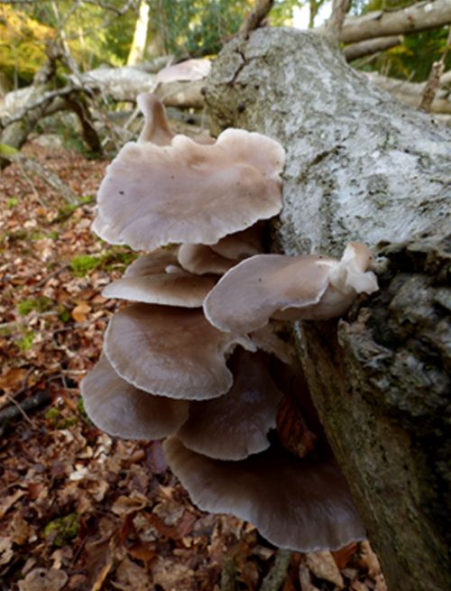  More jelly-like fruiting bodies on a fallen beech in the New Forest, Hampshire.